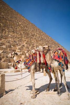 Book cover for Fancy Camels at the Pyramids in Egypt Journal