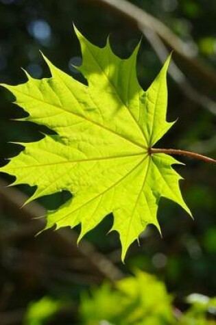 Cover of Leaf of the Norwegian Maple Tree