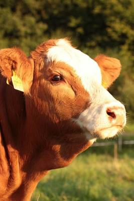 Book cover for Portrait of a Brown and White Cow Journal