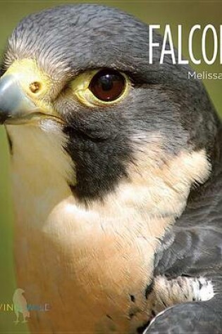 Cover of Falcons