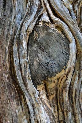 Book cover for The Knot in a Tree, for the Love of Nature