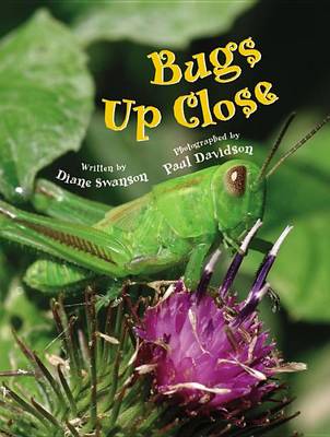 Book cover for Bugs Up Close