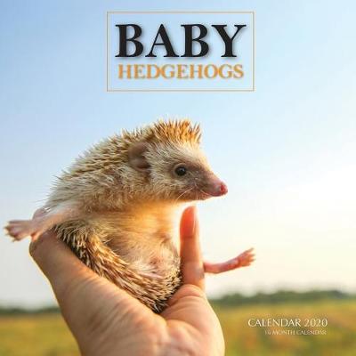 Book cover for Baby Hedgehogs Calendar 2020