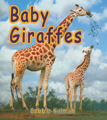 Book cover for Baby Giraffes