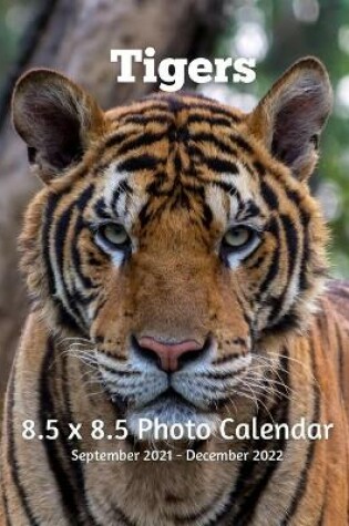 Cover of Tigers 8.5 X 8.5 Calendar September 2021 -December 2022