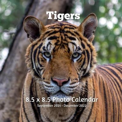 Book cover for Tigers 8.5 X 8.5 Calendar September 2021 -December 2022