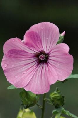 Book cover for Tara's Pink Mallow Flower Journal