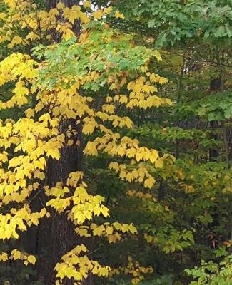 Cover of School Composition Book Fall Colors Leaves Turning 130 Pages