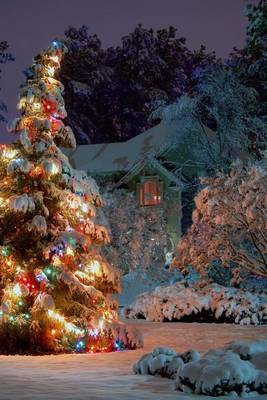 Book cover for A Christmas Tree Lit Up Outside in Alaska