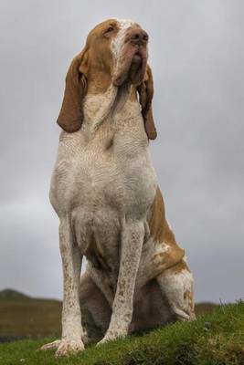 Book cover for The Bracco Italiano Dog Journal