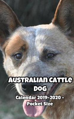 Book cover for Australian Cattle Dog Calendar 2019-2020 - Pocket Size