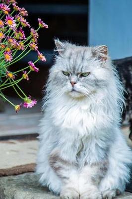 Book cover for Grumpy Persian Kitty Cat Sitting Outside Journal