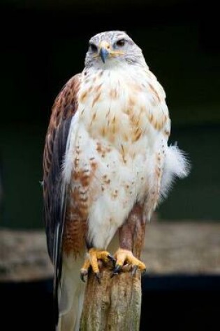 Cover of Ferruginous Hawk Journal