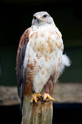 Book cover for Ferruginous Hawk Journal