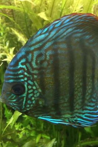 Cover of Beautiful Blue Discus Fish