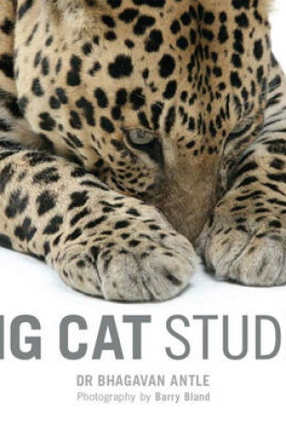 Cover of Big Cat Studio