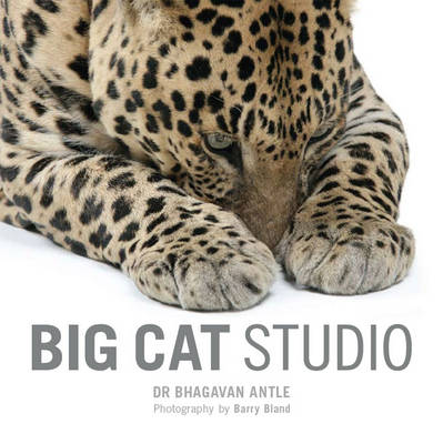 Cover of Big Cat Studio