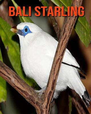 Book cover for Bali Starling