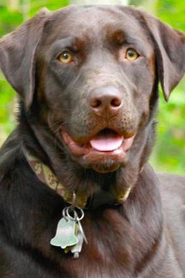 Book cover for 2020 Daily Planner Dog Puppy Retriever Chocolate Lab 388 Pages