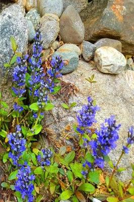 Cover of 2019 Daily Planner Purple Flowers Against Rocks 384 Pages