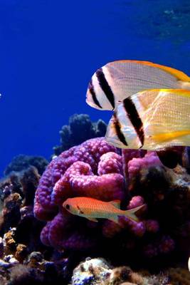 Book cover for Tropical Fish and Coral on the Reef