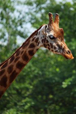 Book cover for Portrait of a Giraffe