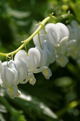 Cover of Bleeding heart White Flower Blossoms Journal