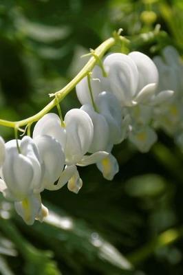 Book cover for Bleeding heart White Flower Blossoms Journal