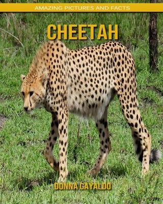 Book cover for Cheetah