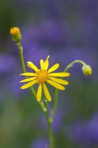 Cover of Ragwort (Jacobaea vulgaris) Flower Journal