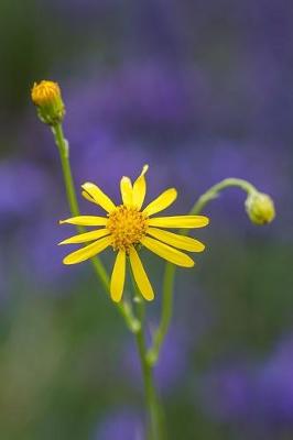 Book cover for Ragwort (Jacobaea vulgaris) Flower Journal