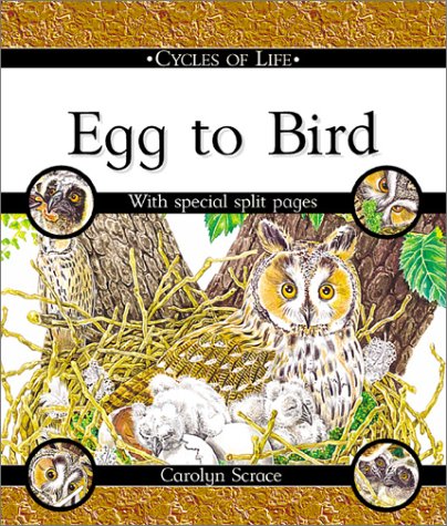 Book cover for Egg to Bird