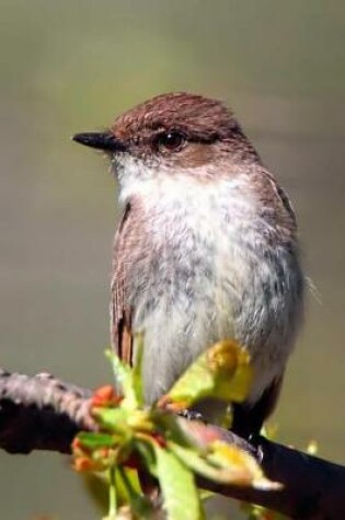 Cover of Eastern Phoebe (Sayornis Phoebe) Bird Journal