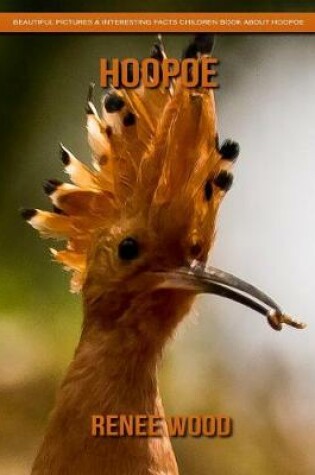 Cover of Hoopoe