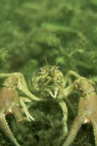 Cover of Crayfish Underwater