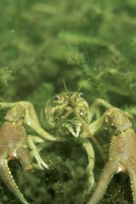 Book cover for Crayfish Underwater