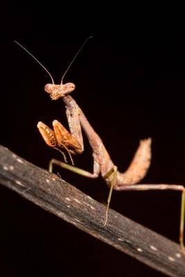 Book cover for Praying Mantis Insect Journal