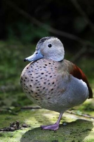 Cover of Ringed Teal Duck Journal