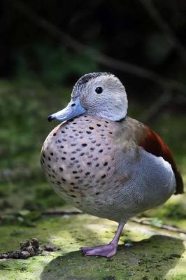 Book cover for Ringed Teal Duck Journal