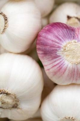 Book cover for Bulbs of Garlic Cooking Journal