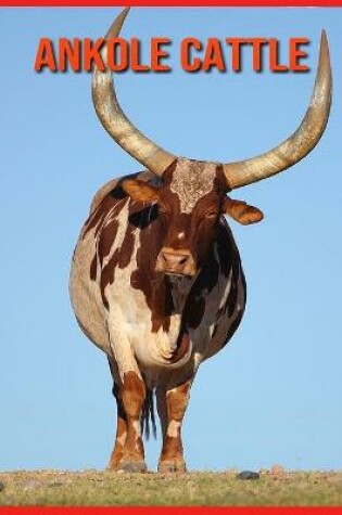 Cover of Ankole Cattle