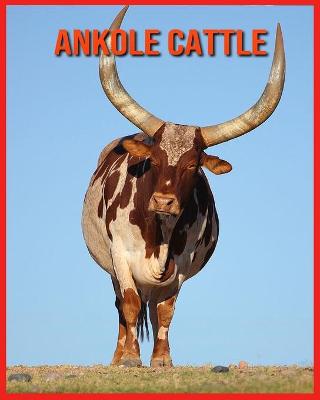 Book cover for Ankole Cattle