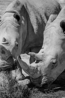 Book cover for Rhinoceros White Rhino Pair Black and White Journal