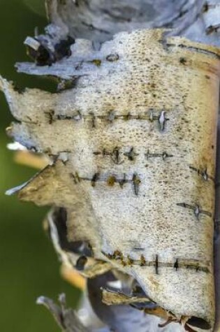 Cover of Birch Tree Bark Peeling Off