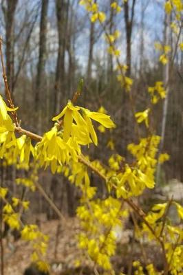 Cover of 2019 Daily Planner Forsythia Branch Against Forest 384 Pages