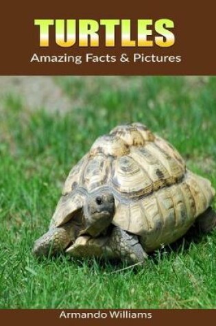 Cover of Turtles