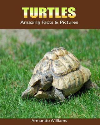 Book cover for Turtles