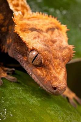 Book cover for New Caledonian Crested Gecko Journal