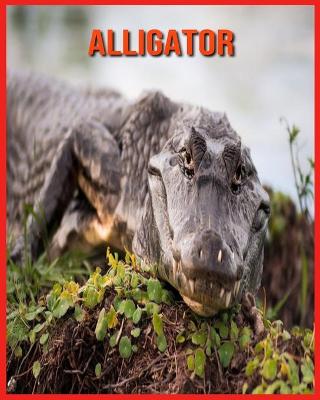 Book cover for Alligator