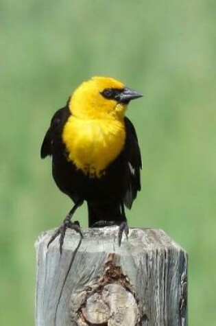 Cover of Yellow-Headed Blackbird (Xanthocephalus Xanthocephalus) Bird Journal